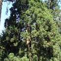 Cryptomeria japonica cv.